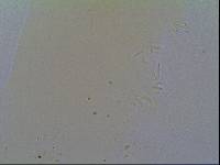 Hypsibius allisoni image