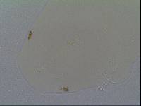Hypsibius allisoni image