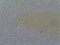 Hypsibius allisoni image
