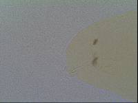 Hypsibius allisoni image