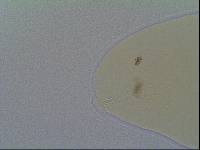 Hypsibius allisoni image