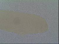 Hypsibius allisoni image
