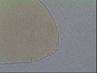 Hypsibius allisoni image