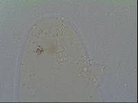 Hypsibius allisoni image