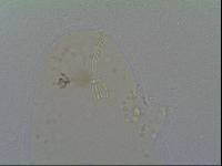 Hypsibius allisoni image