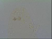 Hypsibius allisoni image