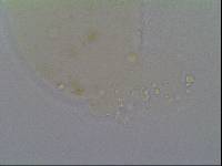 Hypsibius allisoni image