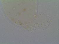Hypsibius allisoni image