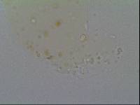Hypsibius allisoni image
