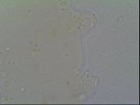 Hypsibius allisoni image