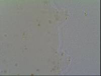 Hypsibius allisoni image