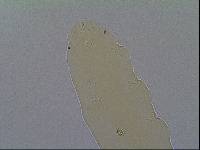 Hypsibius allisoni image