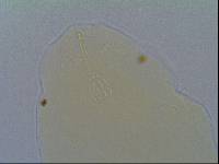 Hypsibius allisoni image