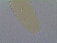 Hypsibius allisoni image