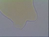 Hypsibius allisoni image