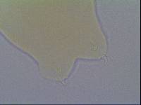 Hypsibius allisoni image