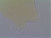 Hypsibius allisoni image
