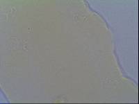 Hypsibius allisoni image