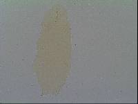 Hypsibius allisoni image