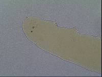 Hypsibius allisoni image