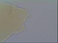 Hypsibius allisoni image