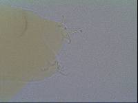 Hypsibius allisoni image