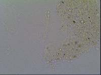Hypsibius arcticus image