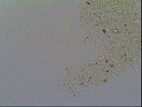 Hypsibius arcticus image