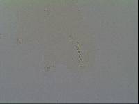 Hypsibius arcticus image