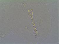 Hypsibius arcticus image