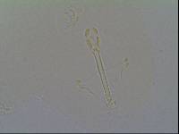 Hypsibius arcticus image