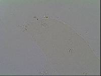 Hypsibius arcticus image