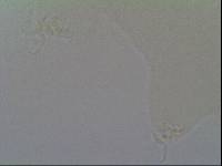 Hypsibius arcticus image