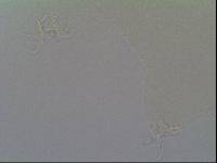 Hypsibius arcticus image