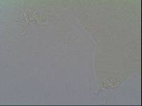 Hypsibius arcticus image