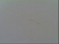 Hypsibius arcticus image