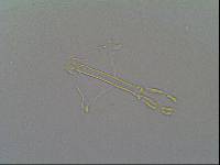 Hypsibius arcticus image