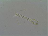Hypsibius arcticus image