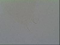 Hypsibius arcticus image