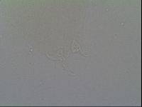 Hypsibius arcticus image