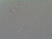 Hypsibius arcticus image