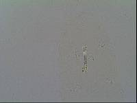 Hypsibius arcticus image