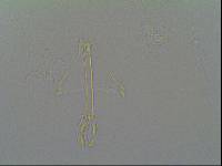 Hypsibius arcticus image