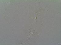 Hypsibius arcticus image