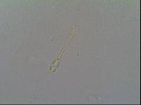 Hypsibius arcticus image