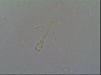 Hypsibius arcticus image