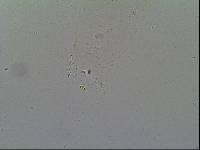 Hypsibius arcticus image