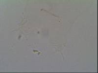 Hypsibius arcticus image