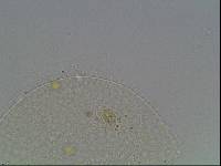 Hypsibius arcticus image