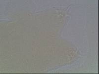Hypsibius arcticus image